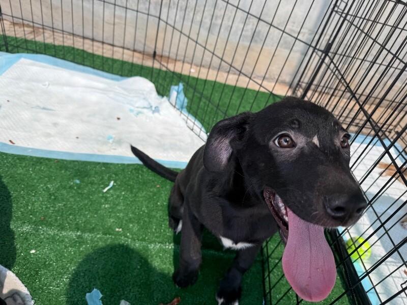 Enlarge Sagira, a Adoptable Mixed Breed in Hobbs, NM image 3/4