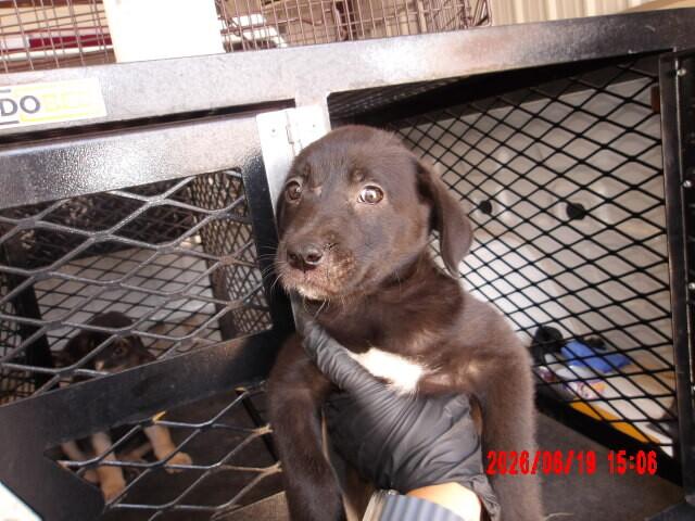 Enlarge Sagira, a Adoptable Mixed Breed in Hobbs, NM image 4/4