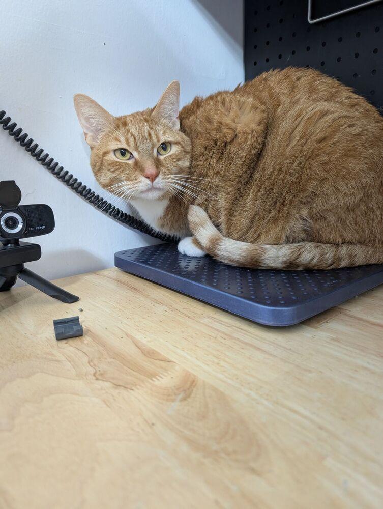 Oliver Twist, Adoptable, Adult Male Domestic Short Hair.