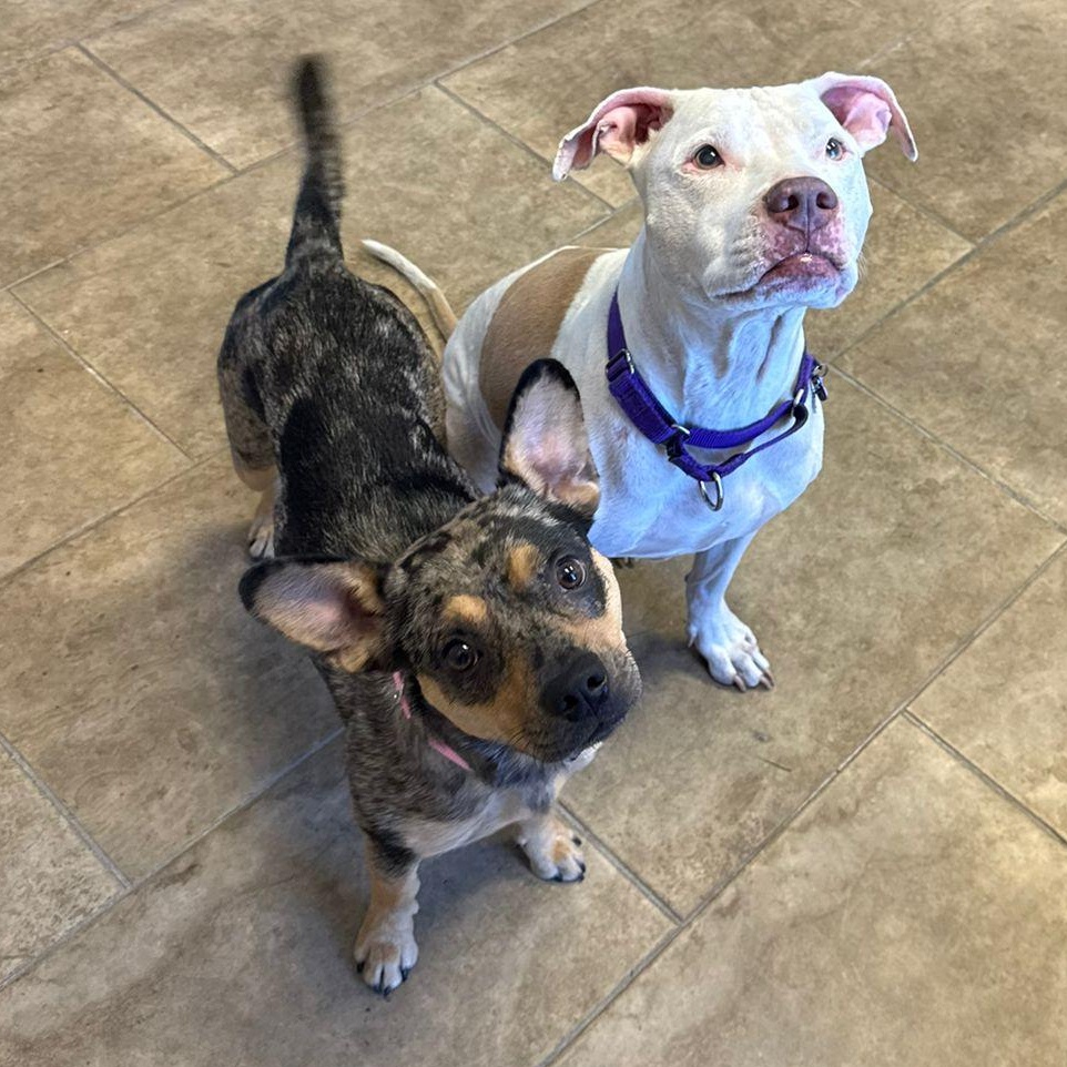 Cheyenne, a Adopted mixed breed in Pembroke Pines, FL image 3/6