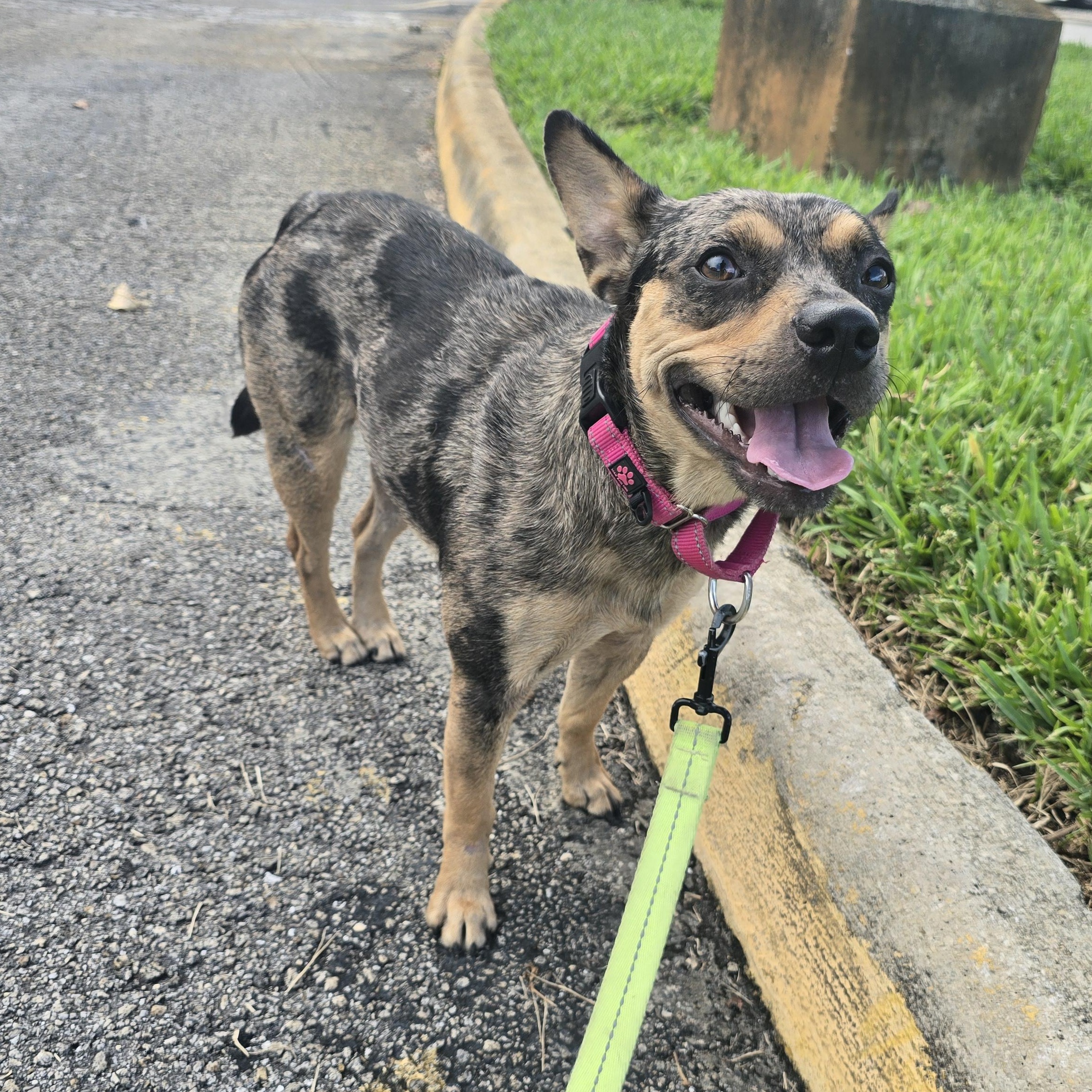 Cheyenne, a Adopted mixed breed in Pembroke Pines, FL image 5/6