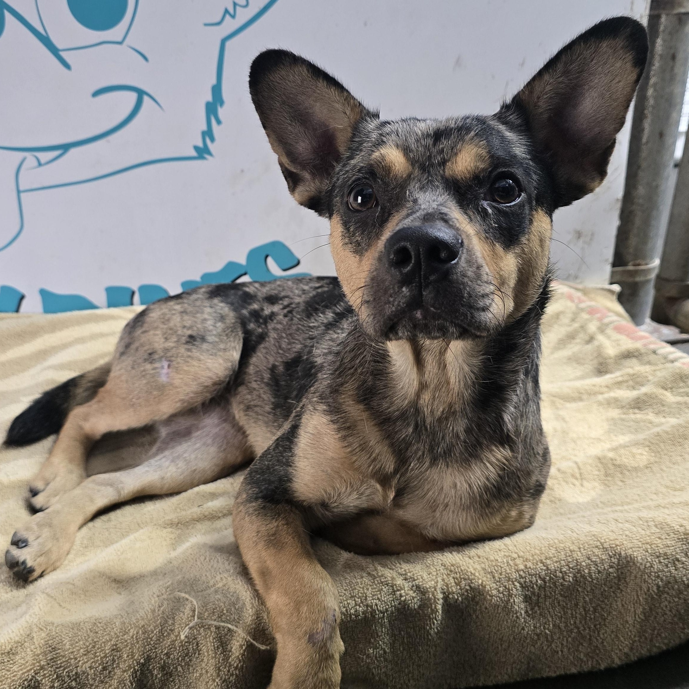 Cheyenne, a Adopted mixed breed in Pembroke Pines, FL image 4/6