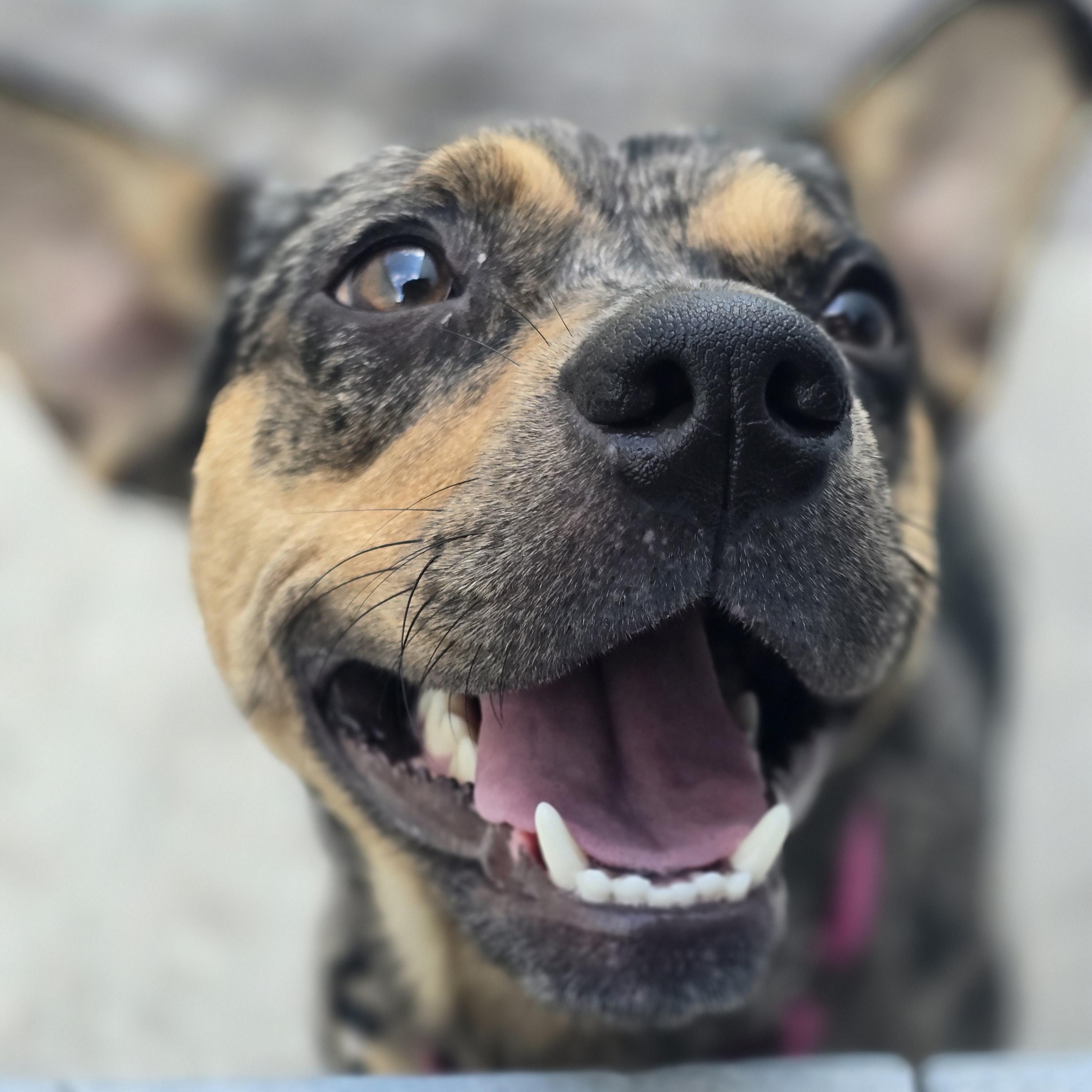 Cheyenne, a Adopted mixed breed in Pembroke Pines, FL image 2/6