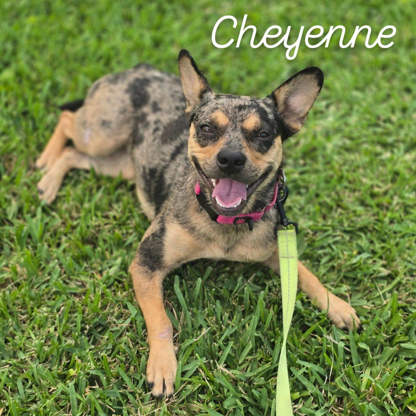 Cheyenne, Adopted, Young Female Australian Cattle Dog / Blue Heeler.