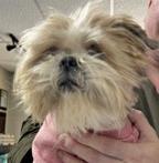 Auburn, adopted, Adult Male Shih Tzu.