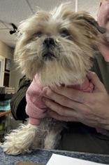 Enlarge Auburn, an adopted mixed breed in Portsmouth, OH image 2/2