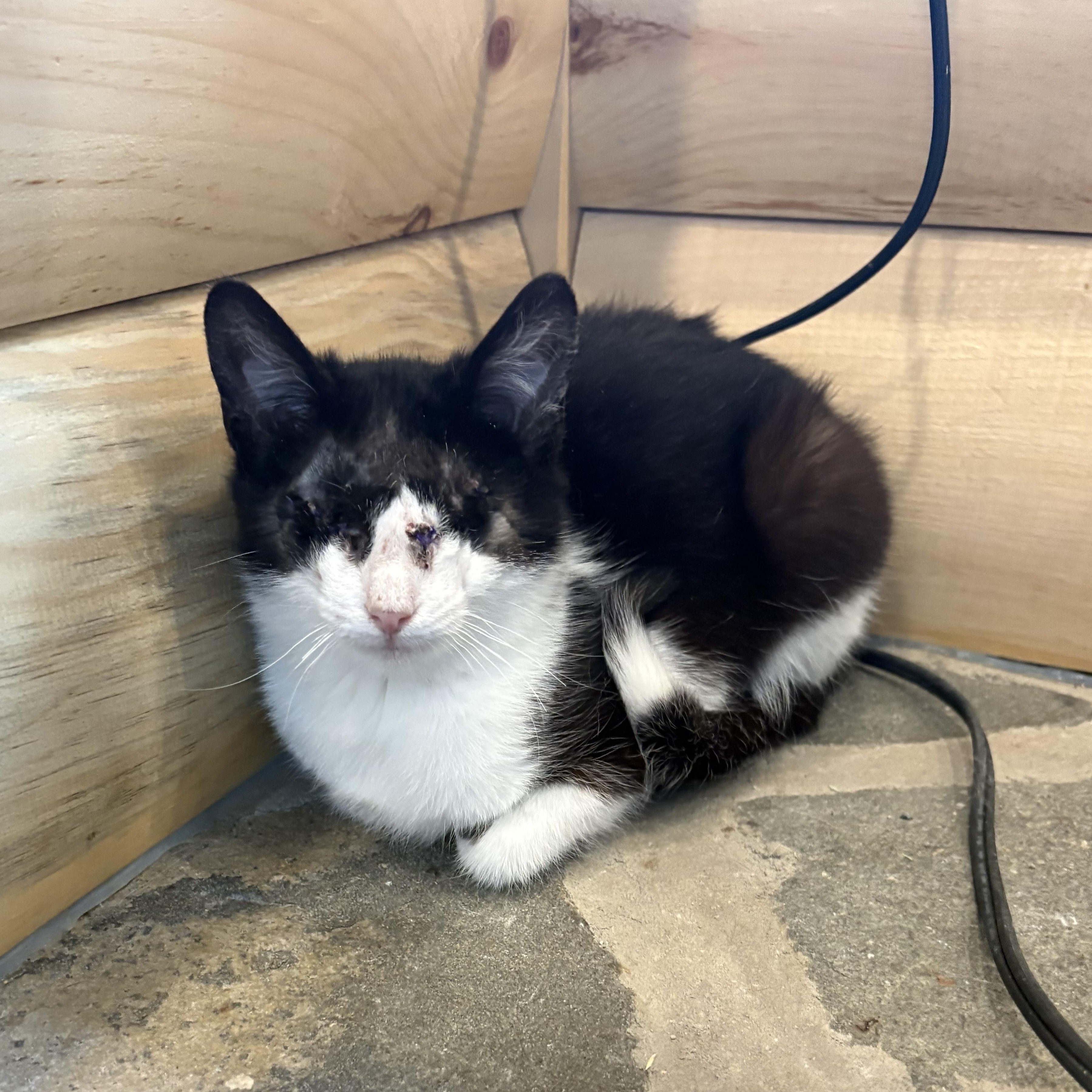 Zelda, adopted, Kitten Female Domestic Short Hair.