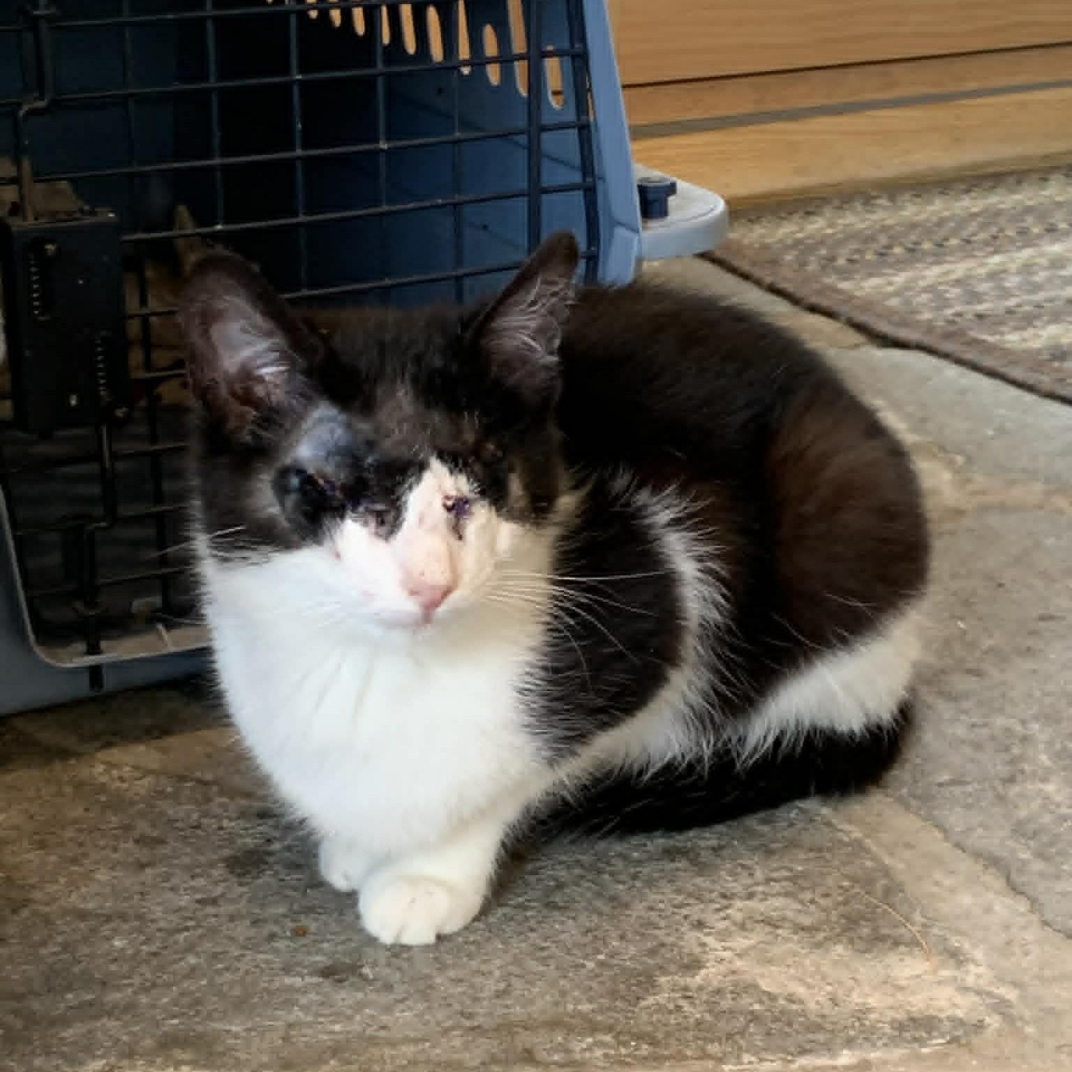 Enlarge Zelda, an adopted Domestic Short Hair in Hawley, PA image 2/3
