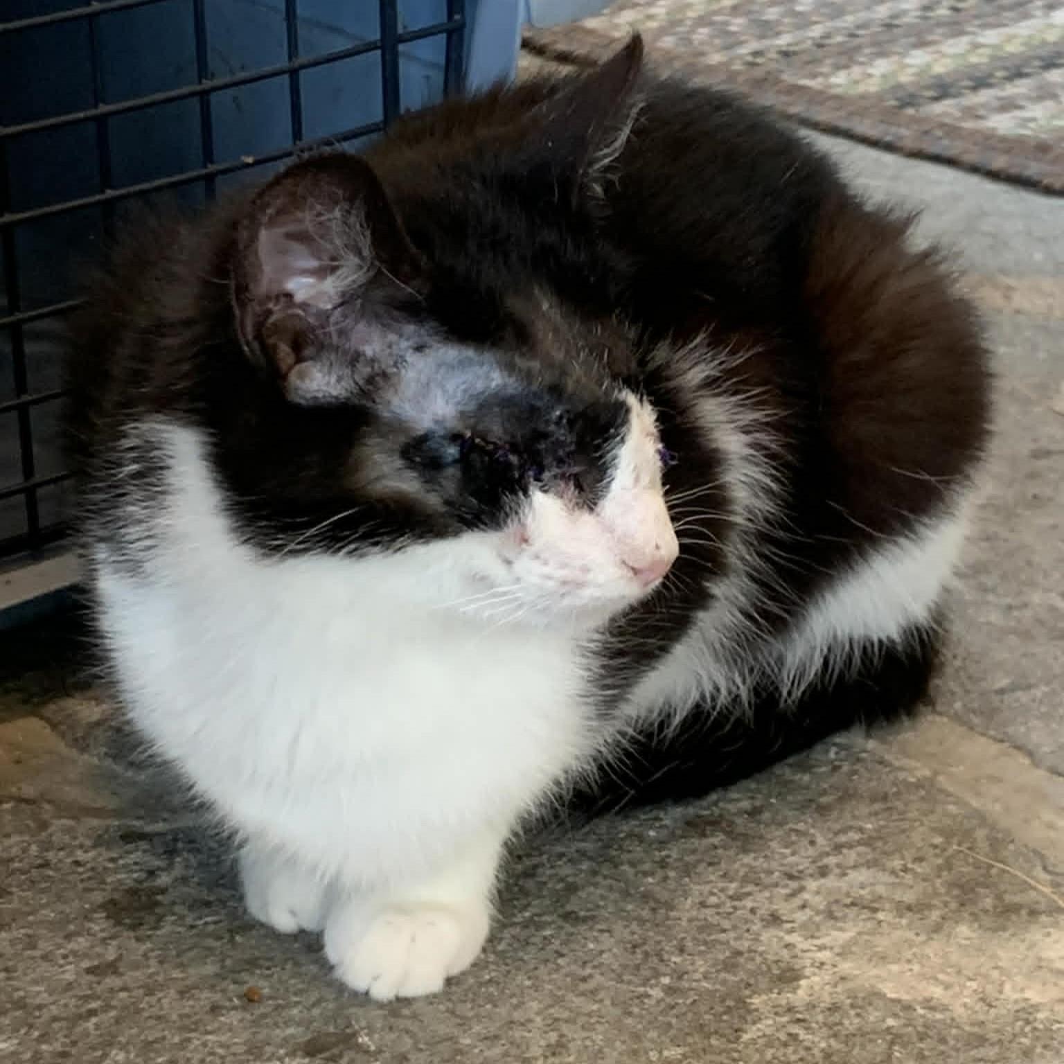 Enlarge Zelda, an adopted Domestic Short Hair in Hawley, PA image 3/3