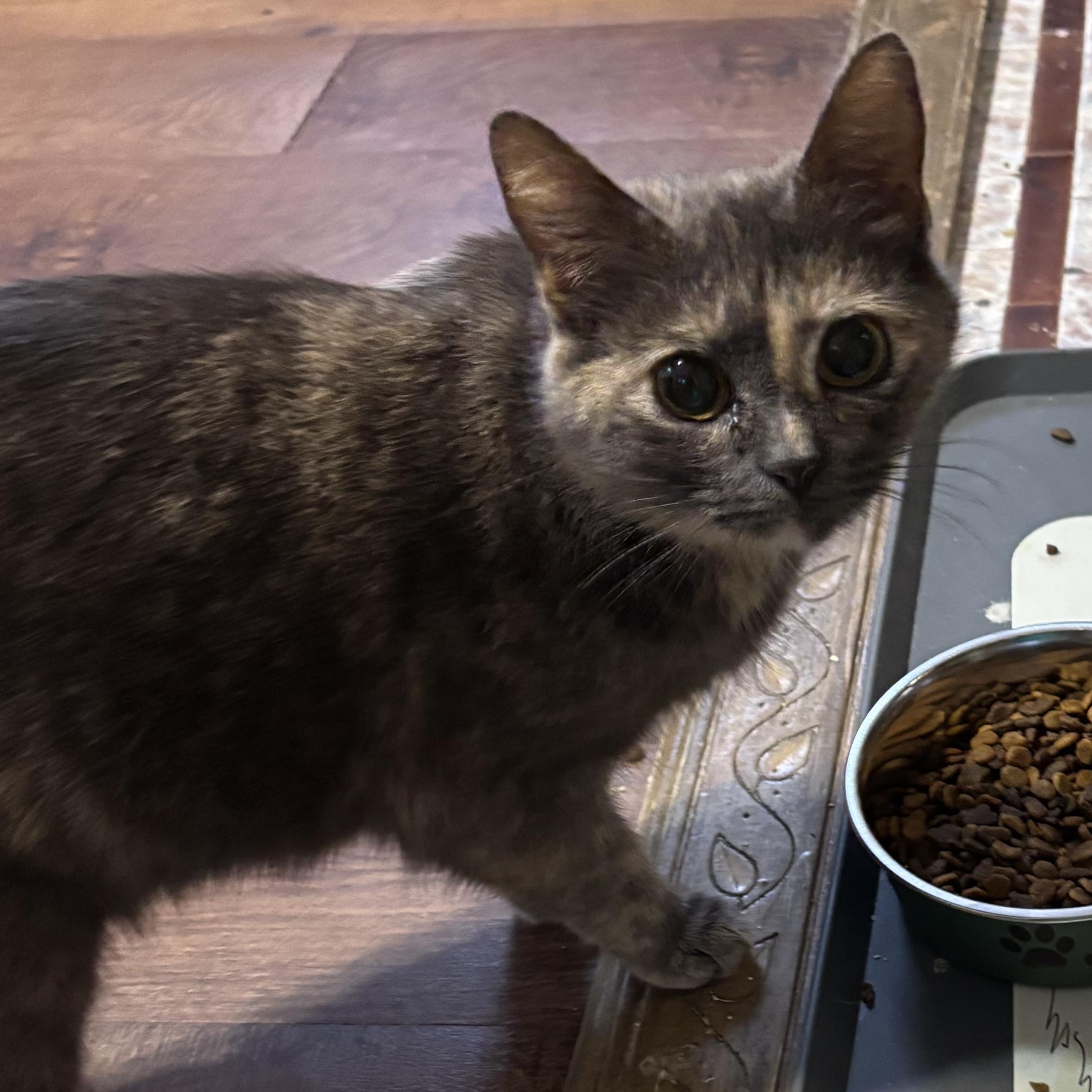 Enlarge Pebbles, an adopted Domestic Short Hair in Pittsburgh, PA image 1/3