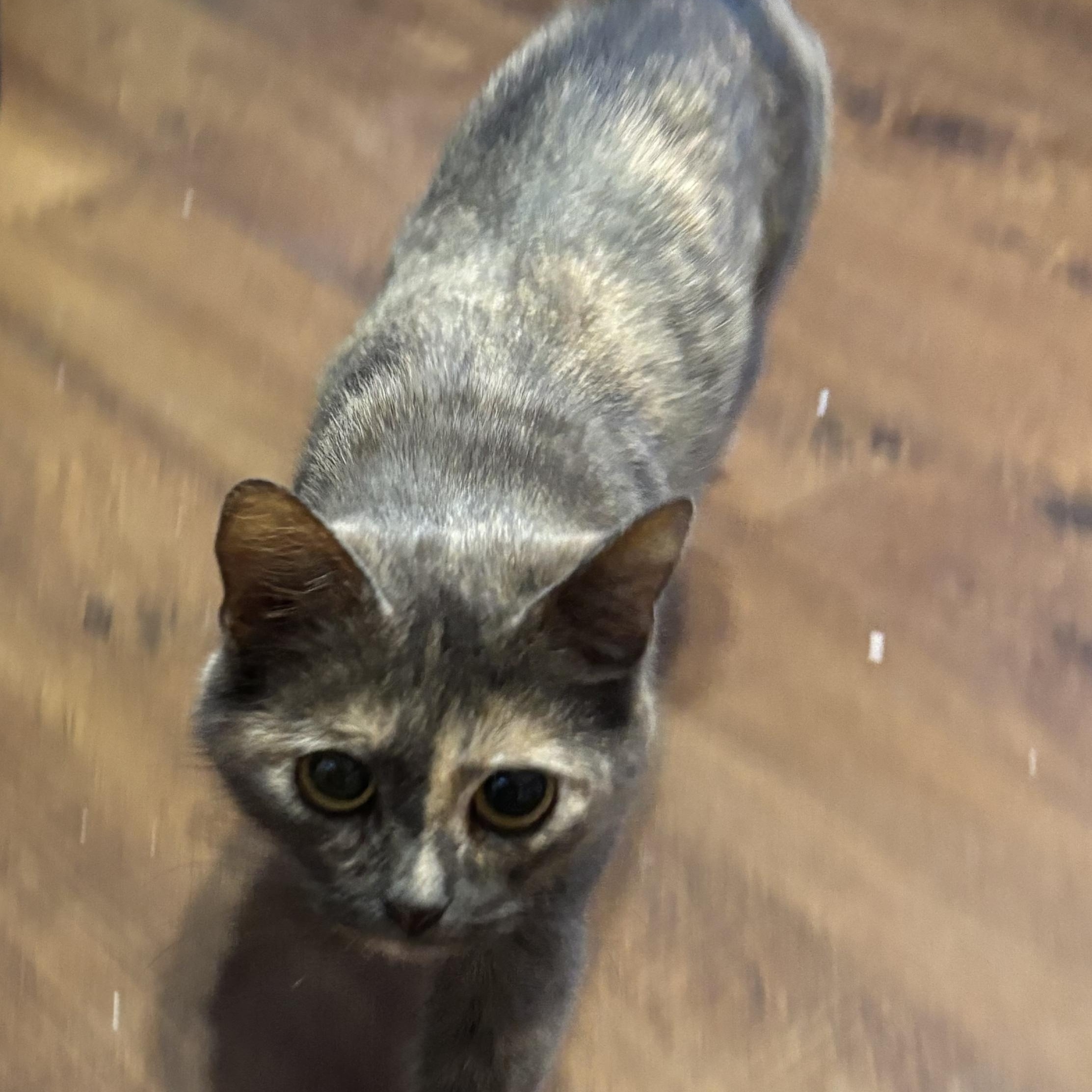 Enlarge Pebbles, an adopted Domestic Short Hair in Pittsburgh, PA image 2/3