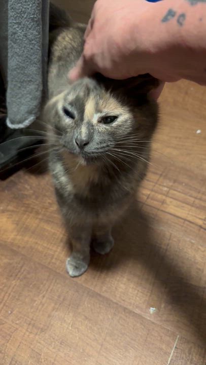 Enlarge Pebbles, an adopted Domestic Short Hair in Pittsburgh, PA video 3/3