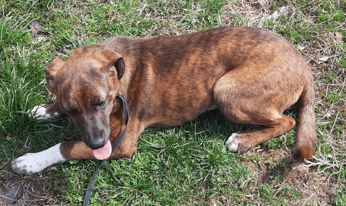 Boots, a Adoptable Plott Hound in Mcconnelsville, OH image 3/3
