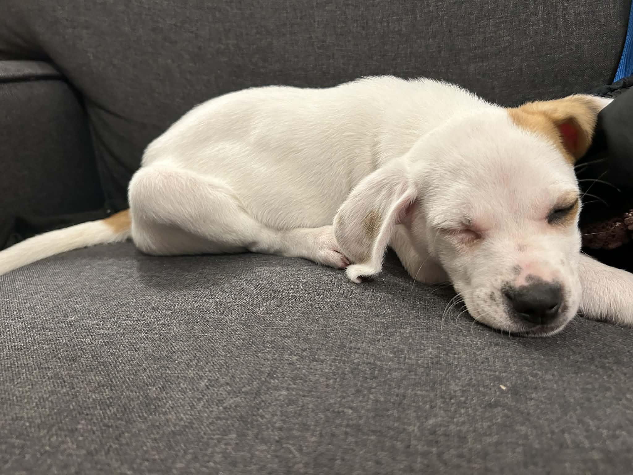 Enlarge Victoria, an adopted mixed breed in Grand Rapids, MI image 3/3