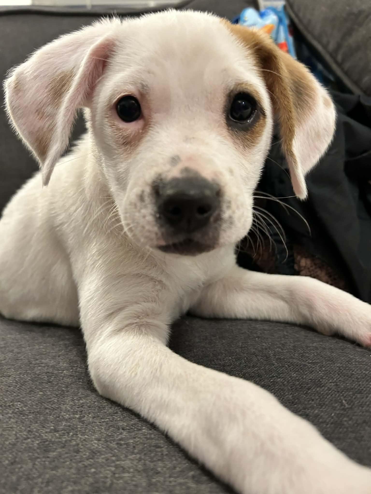 Victoria, adopted, Puppy Female Labrador Retriever.