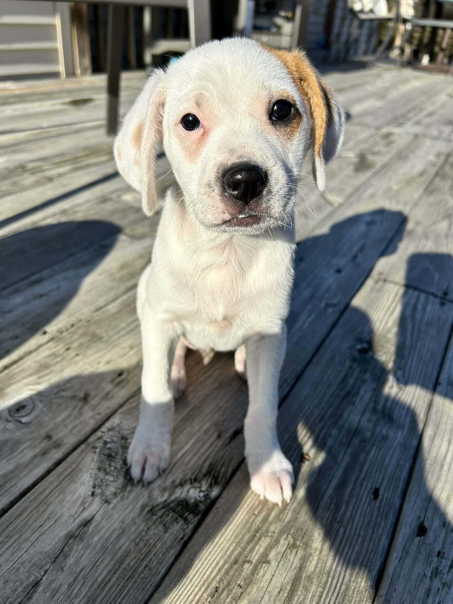 Enlarge Victoria, an adopted mixed breed in Grand Rapids, MI image 2/3