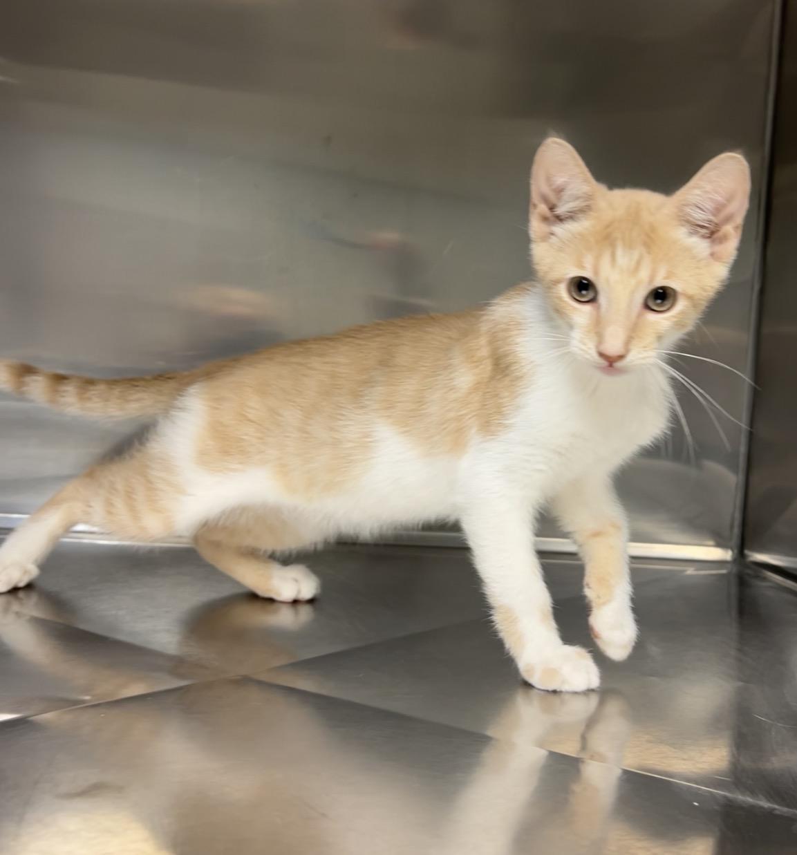 Barnacle, a ADOPTABLE Domestic Short Hair in Montville, NJ image 2/2