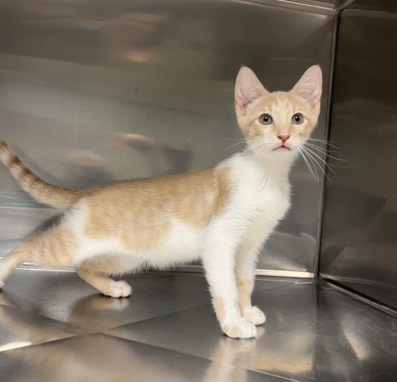 Barnacle, ADOPTABLE, Kitten Male Domestic Short Hair.