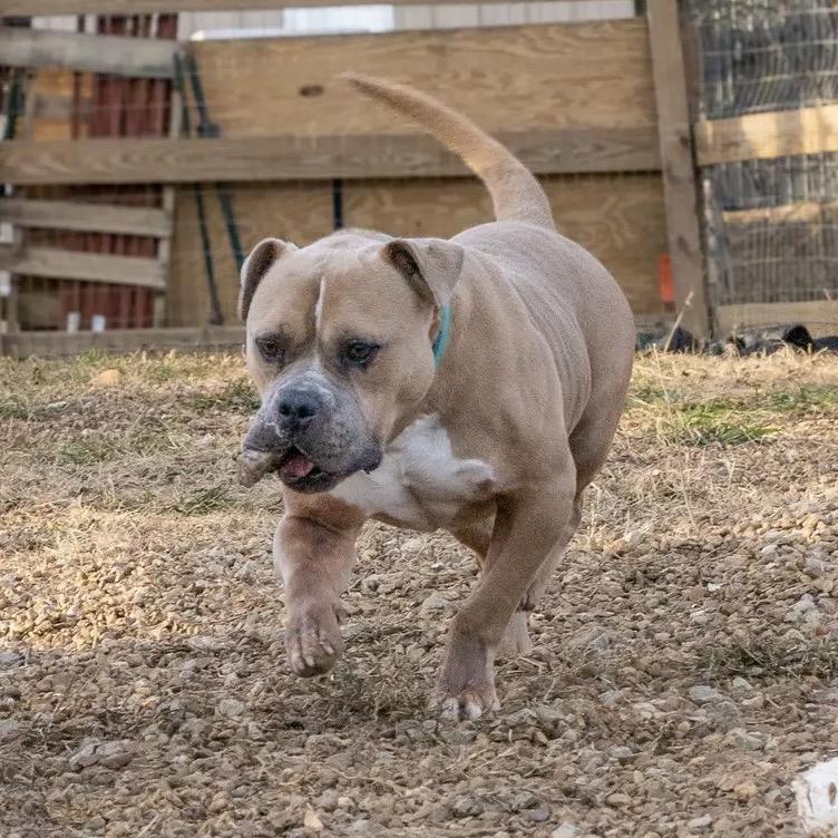 Draco, Adoptable, Adult Male Pit Bull Terrier.