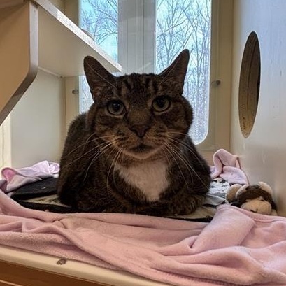 Enlarge Rhinto, a ADOPTABLE Domestic Short Hair in Prince Frederick, MD image 3/3