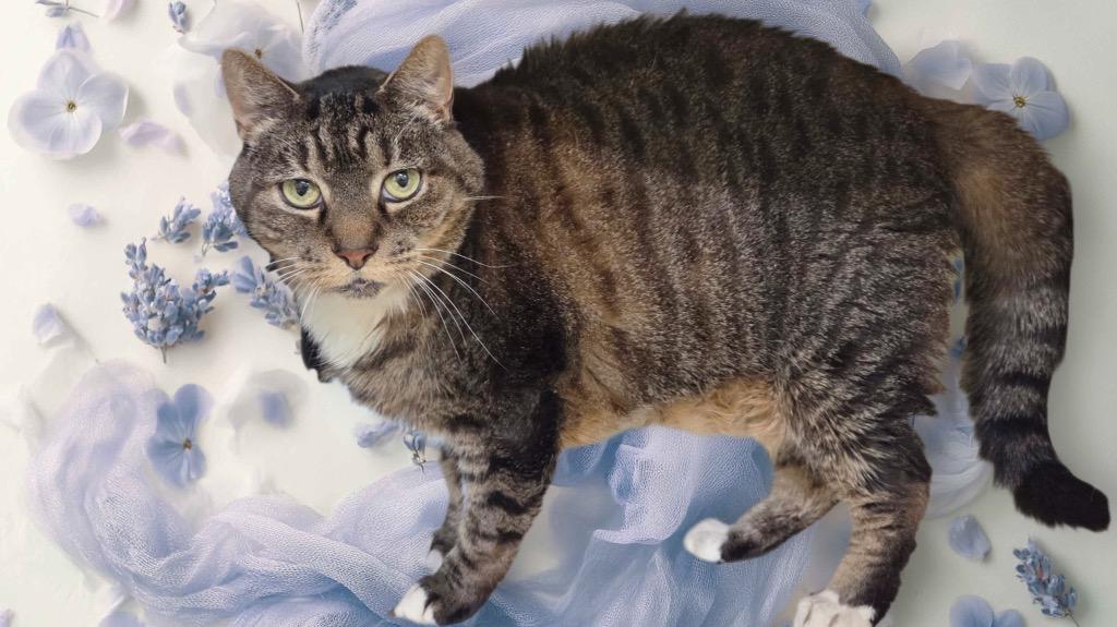 Enlarge Rhinto, a ADOPTABLE Domestic Short Hair in Prince Frederick, MD image 2/3