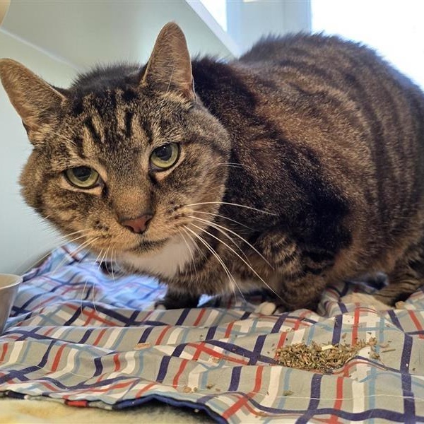 Rhinto, ADOPTABLE, Senior Male Domestic Short Hair.