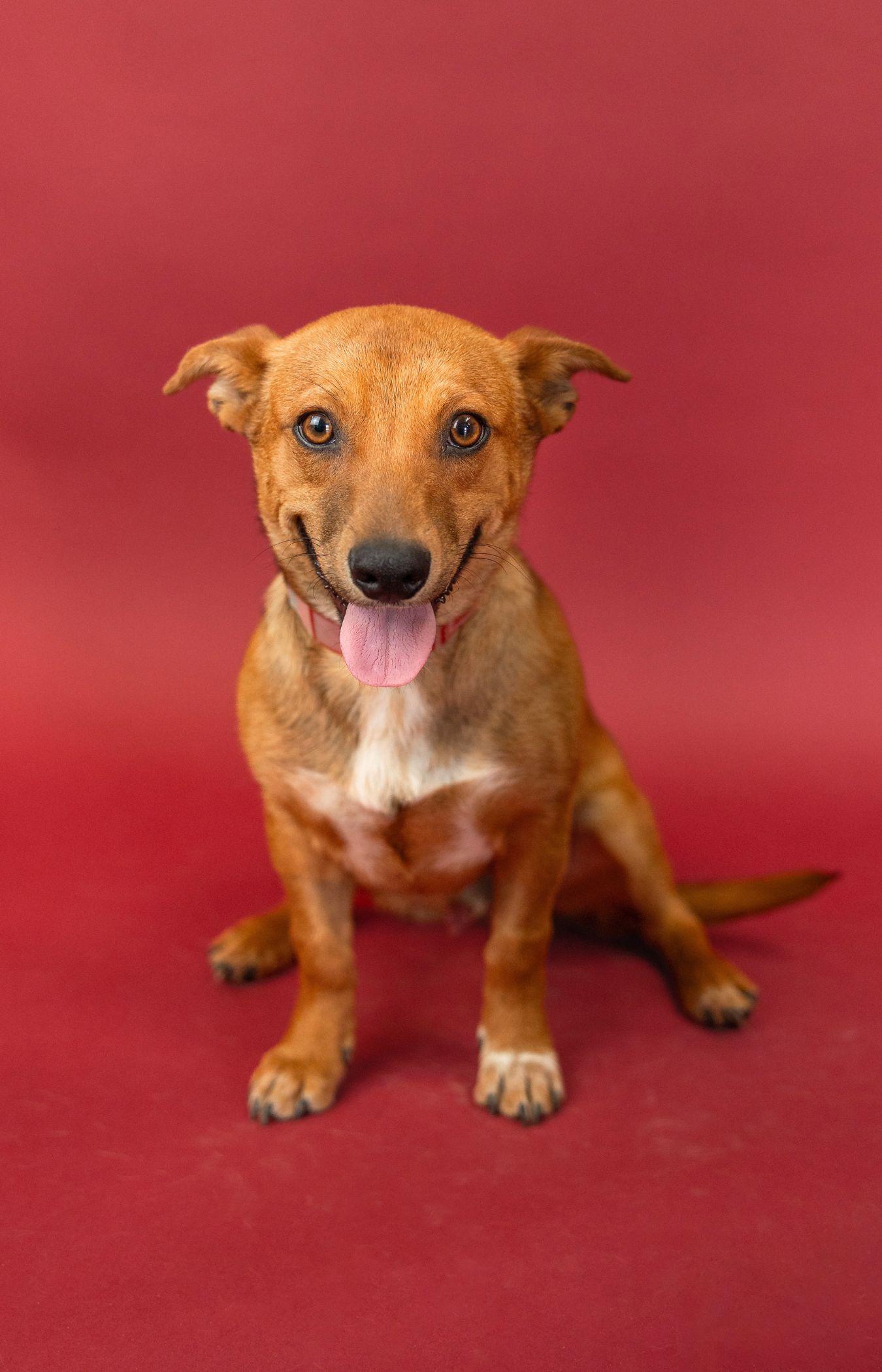 Enlarge 516-26, a ADOPTABLE mixed breed in Brighton, CO image 1/1