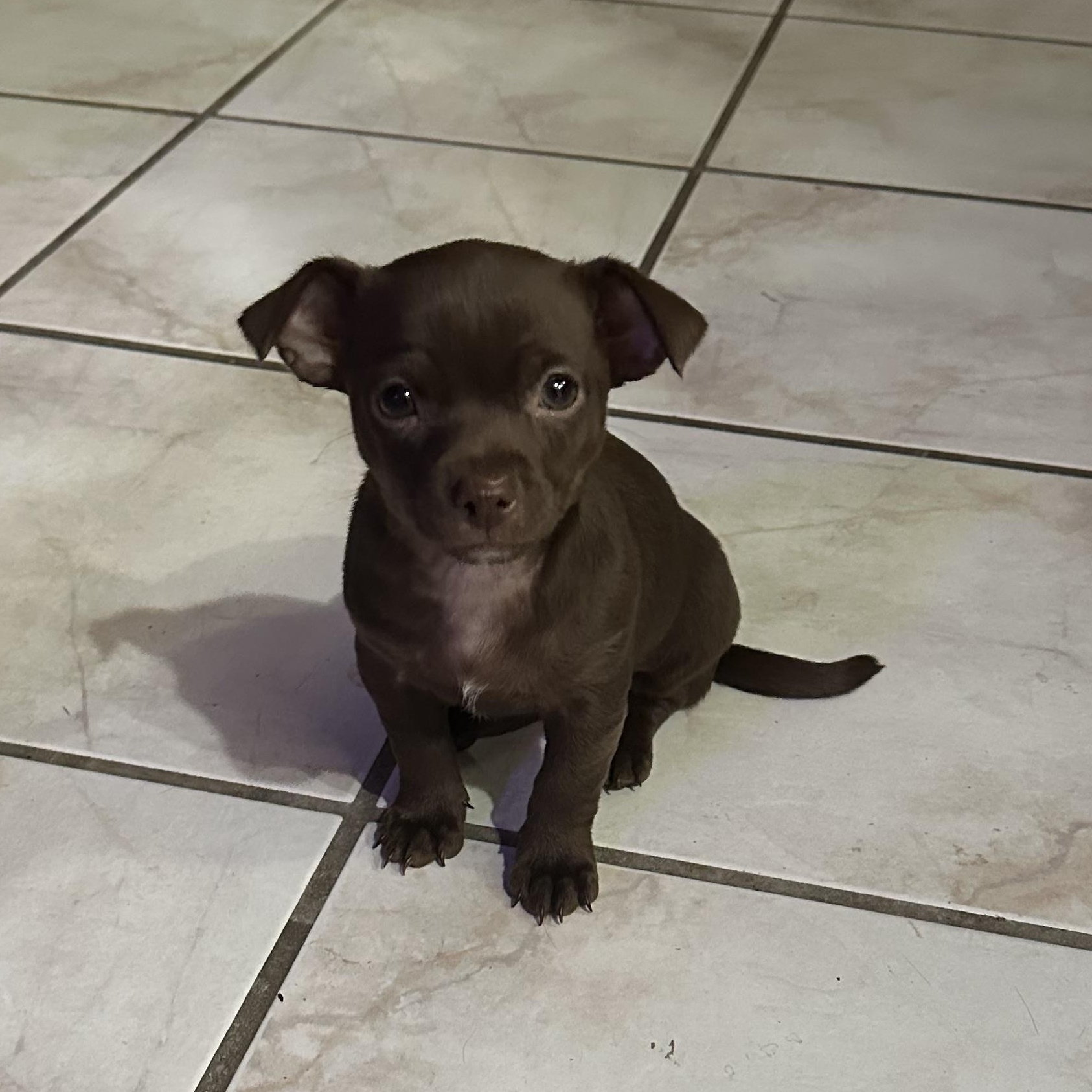 Coco, an adopted mixed breed in Phoenix, AZ image 2/4