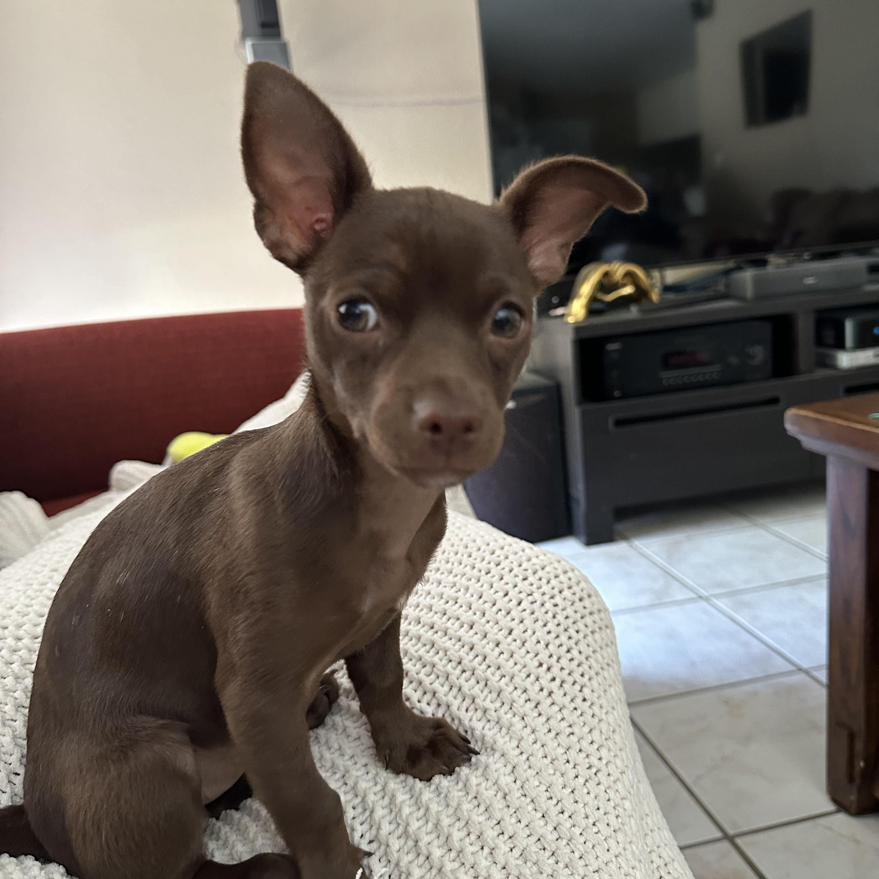 Coco, an adopted mixed breed in Phoenix, AZ image 4/4
