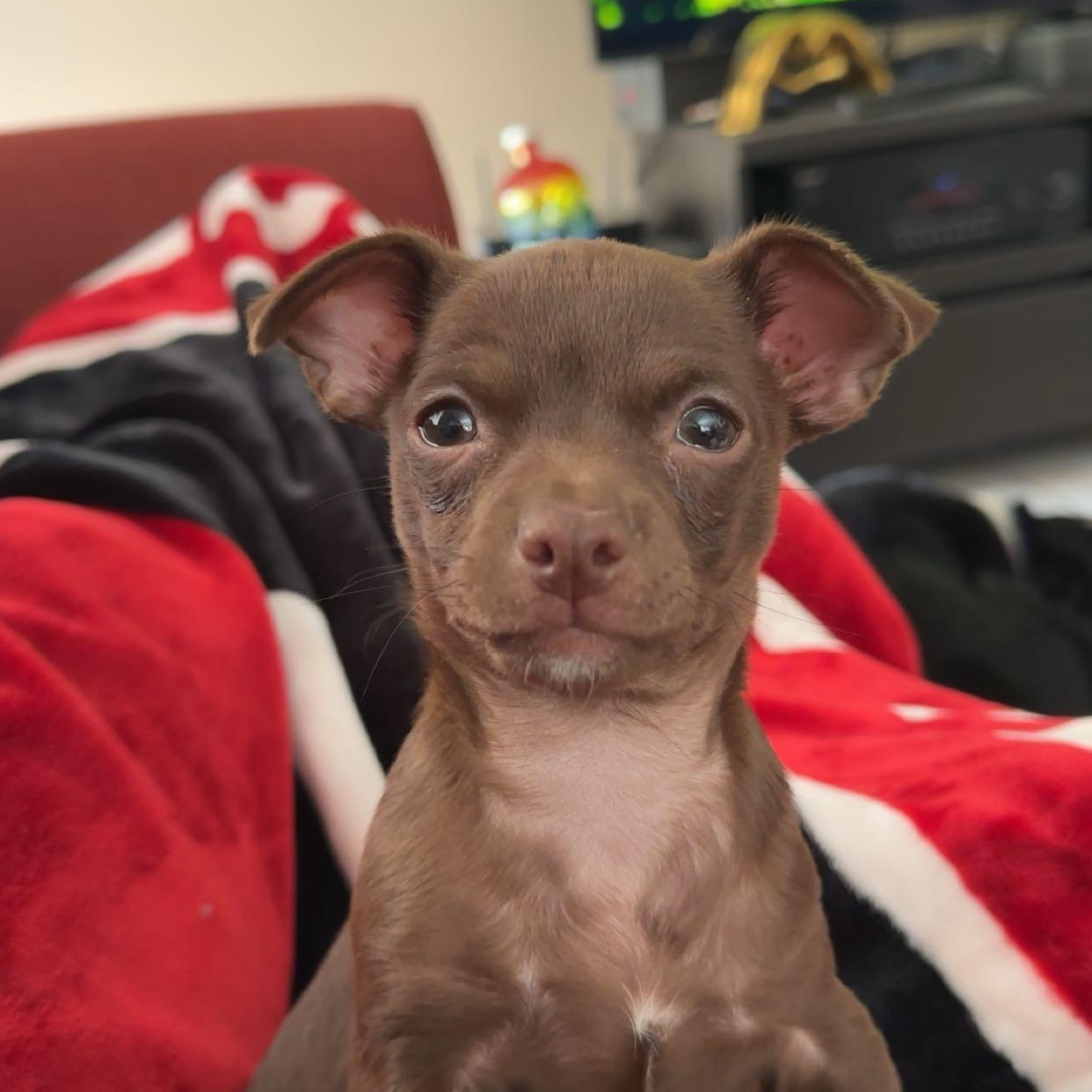 Coco, an adopted mixed breed in Phoenix, AZ image 3/4