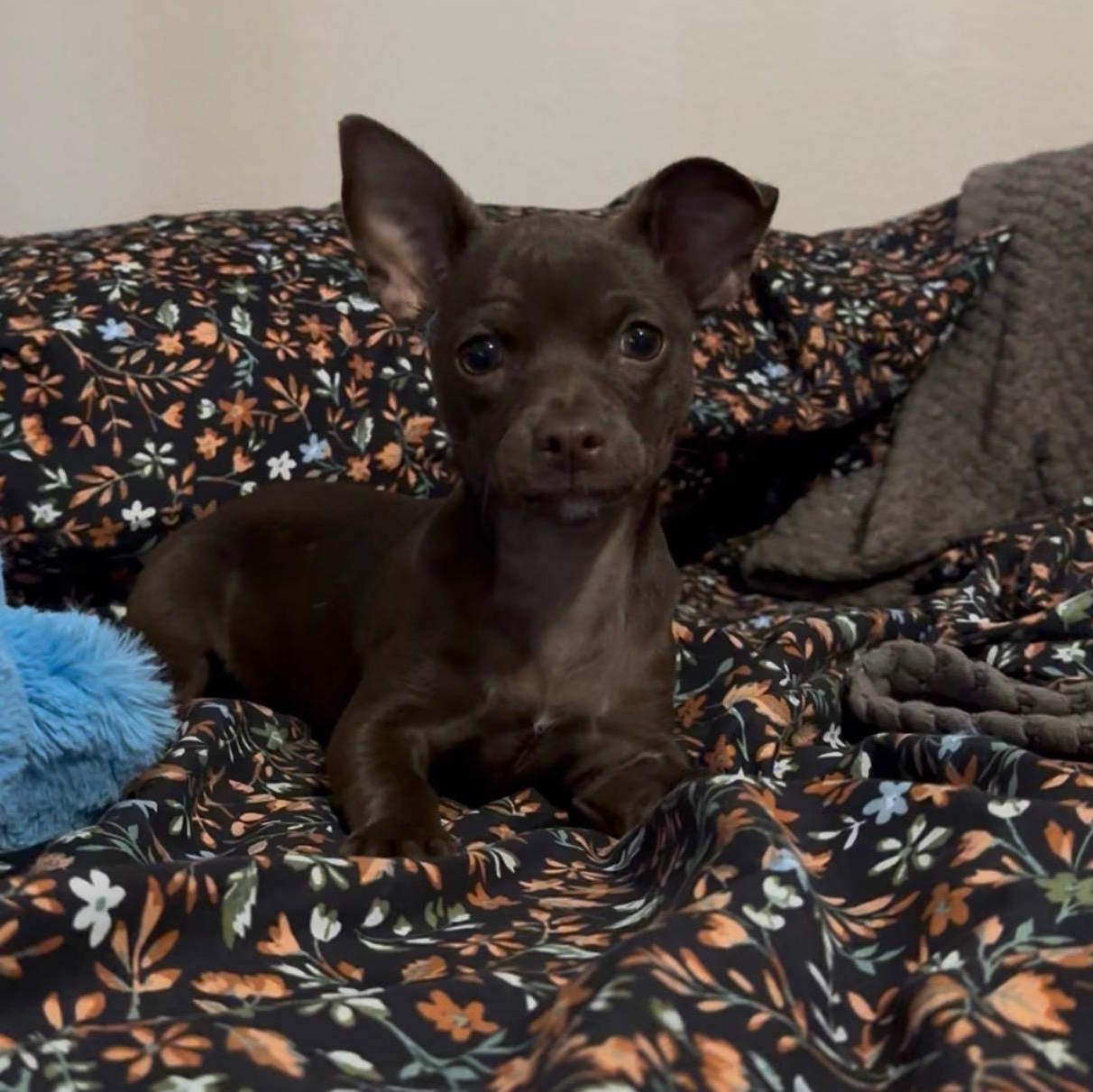 Coco, an adopted mixed breed in Phoenix, AZ image 1/4