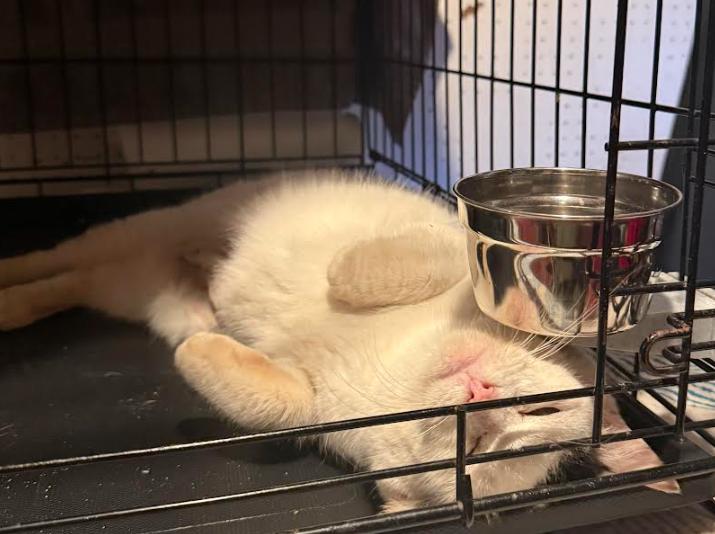 Enlarge Helga, a ADOPTABLE Domestic Short Hair in Crompond, NY image 2/4