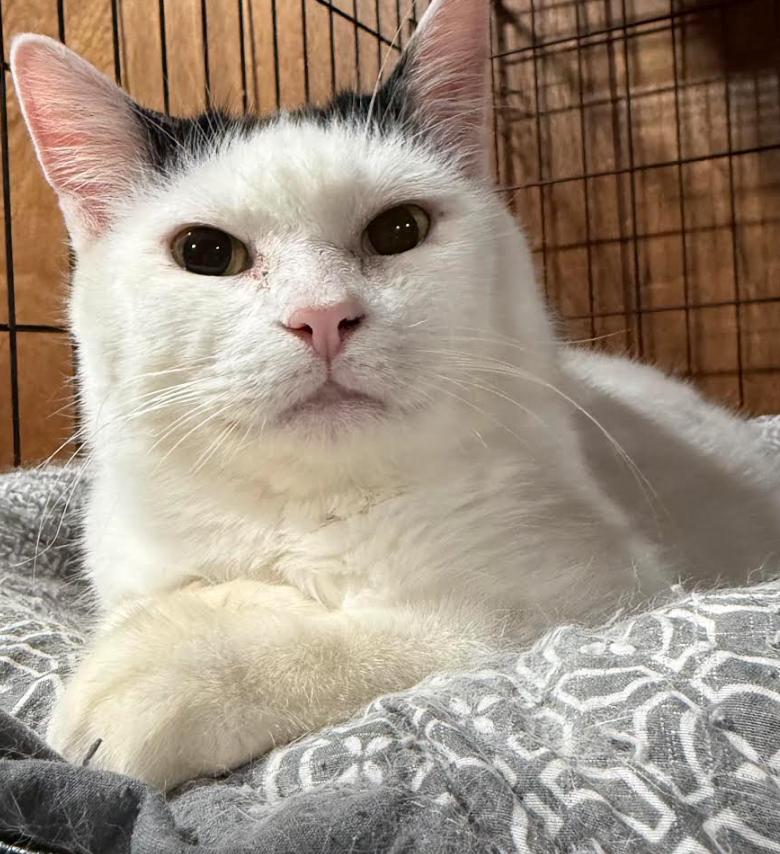 Enlarge Helga, a ADOPTABLE Domestic Short Hair in Crompond, NY image 3/4