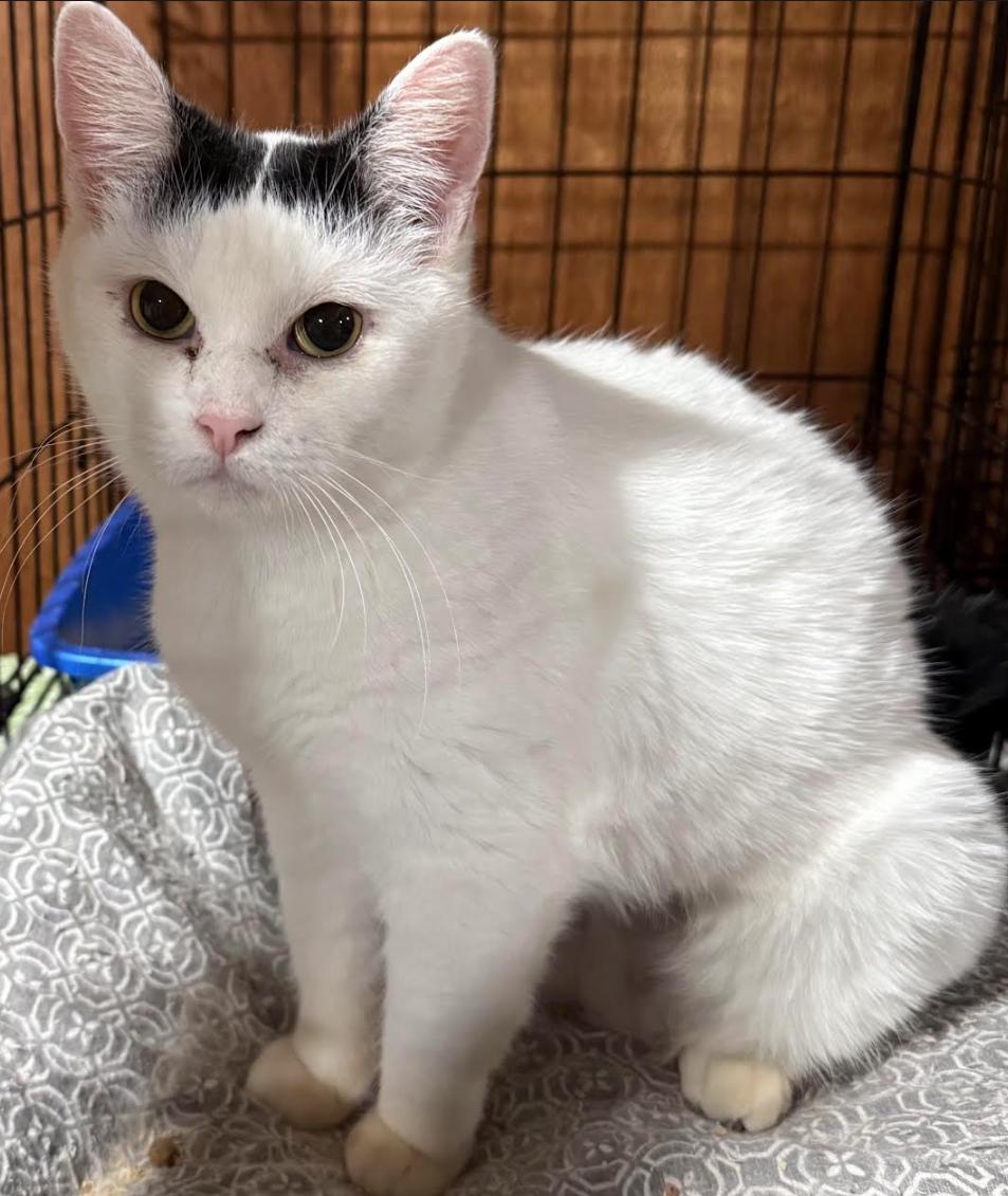 Enlarge Helga, a ADOPTABLE Domestic Short Hair in Crompond, NY image 1/4