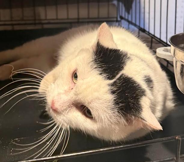 Enlarge Helga, a ADOPTABLE Domestic Short Hair in Crompond, NY image 4/4