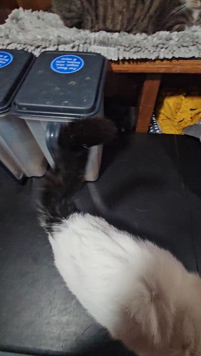 Enlarge Helga (Diabetic), a ADOPTABLE Domestic Short Hair in Crompond, NY video 3/6