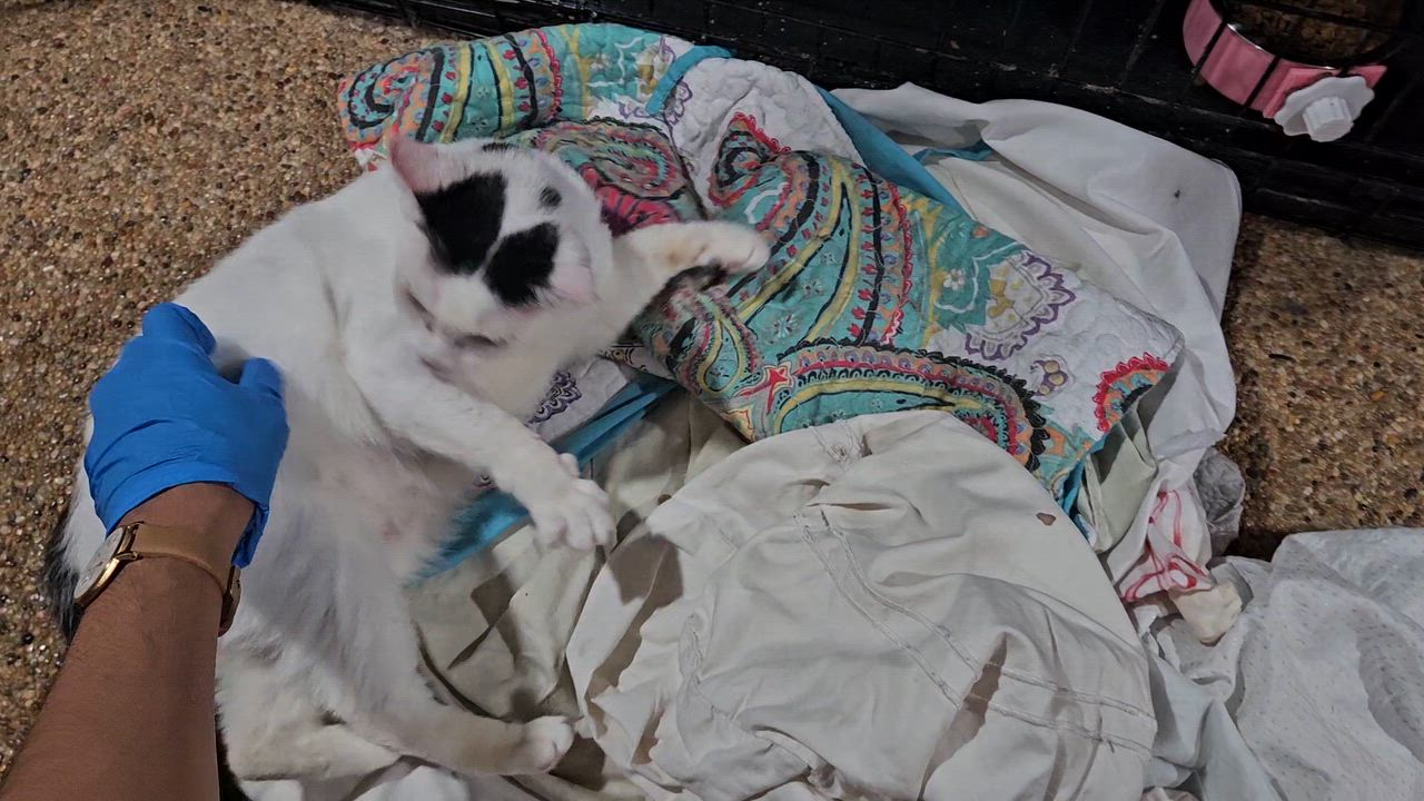 Enlarge Helga (Diabetic), a ADOPTABLE Domestic Short Hair in Crompond, NY video 2/6