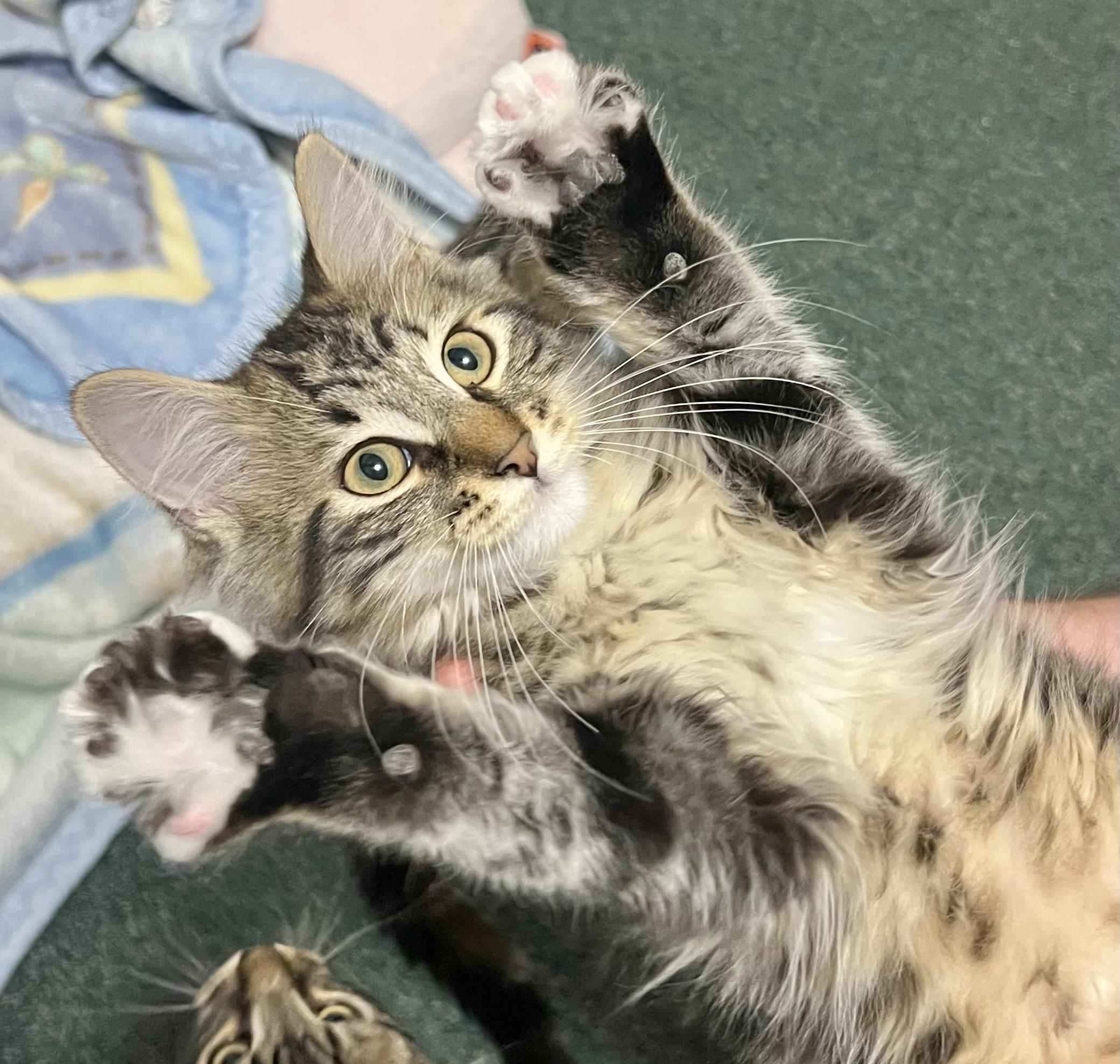 Zippy, ADOPTABLE, Kitten Male Domestic Medium Hair.