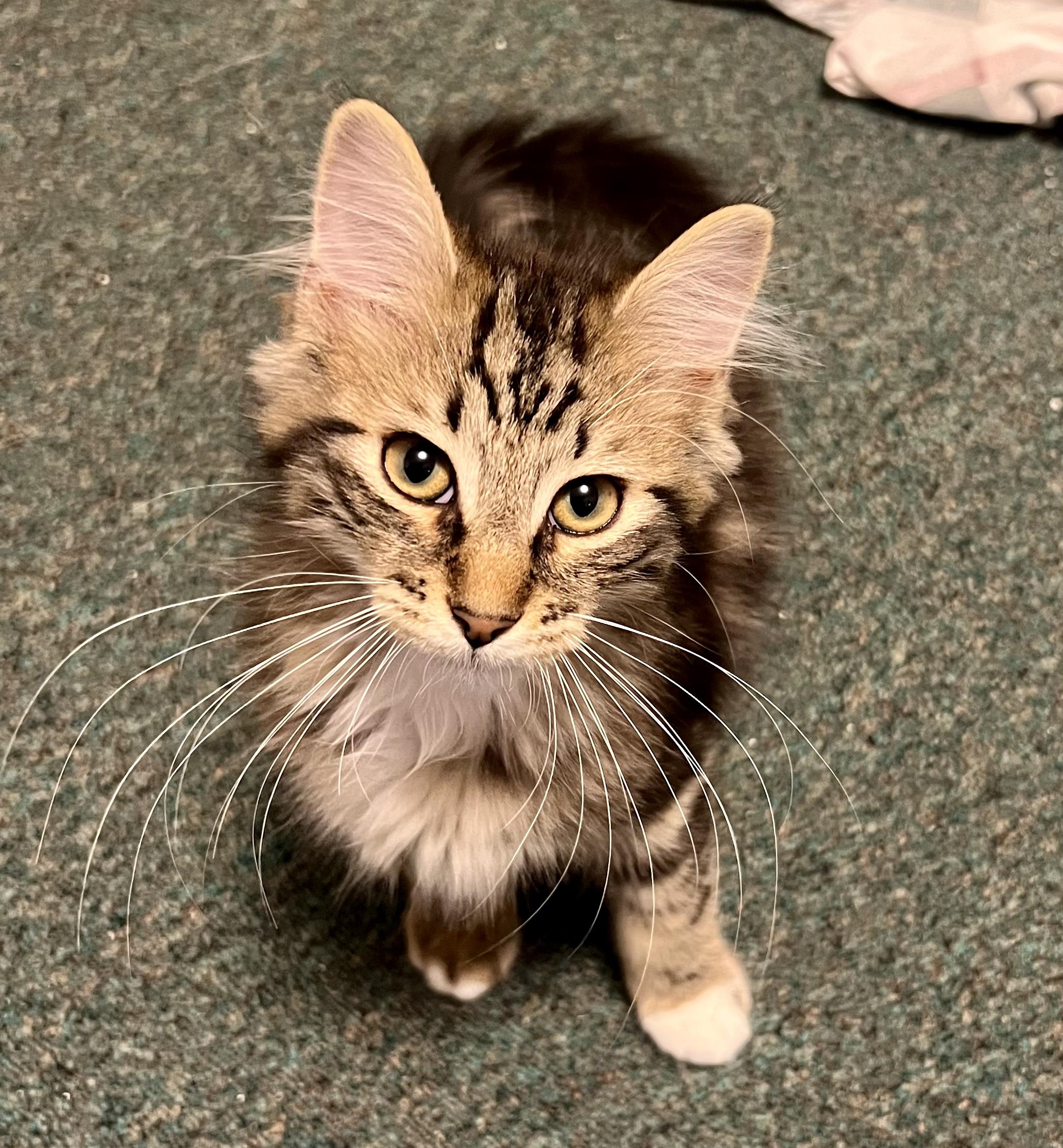 Enlarge Zippy, a ADOPTABLE Domestic Medium Hair in Faribault, MN image 2/5