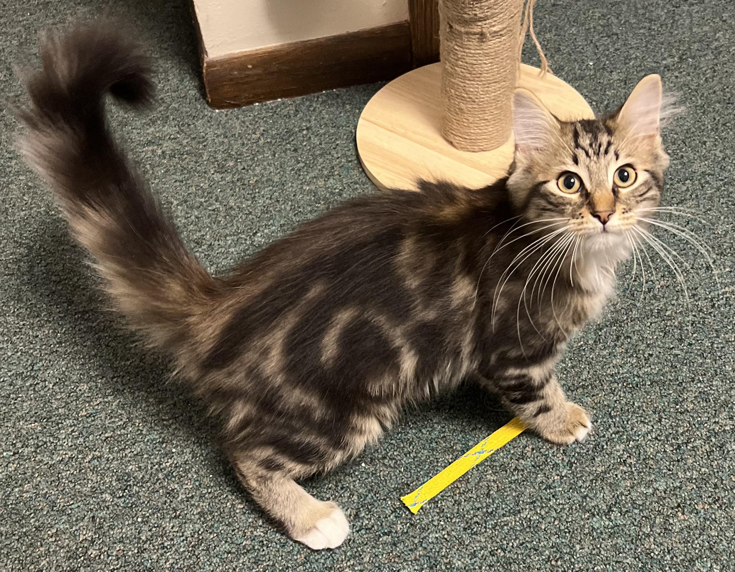 Enlarge Zippy, a ADOPTABLE Domestic Medium Hair in Faribault, MN image 3/5