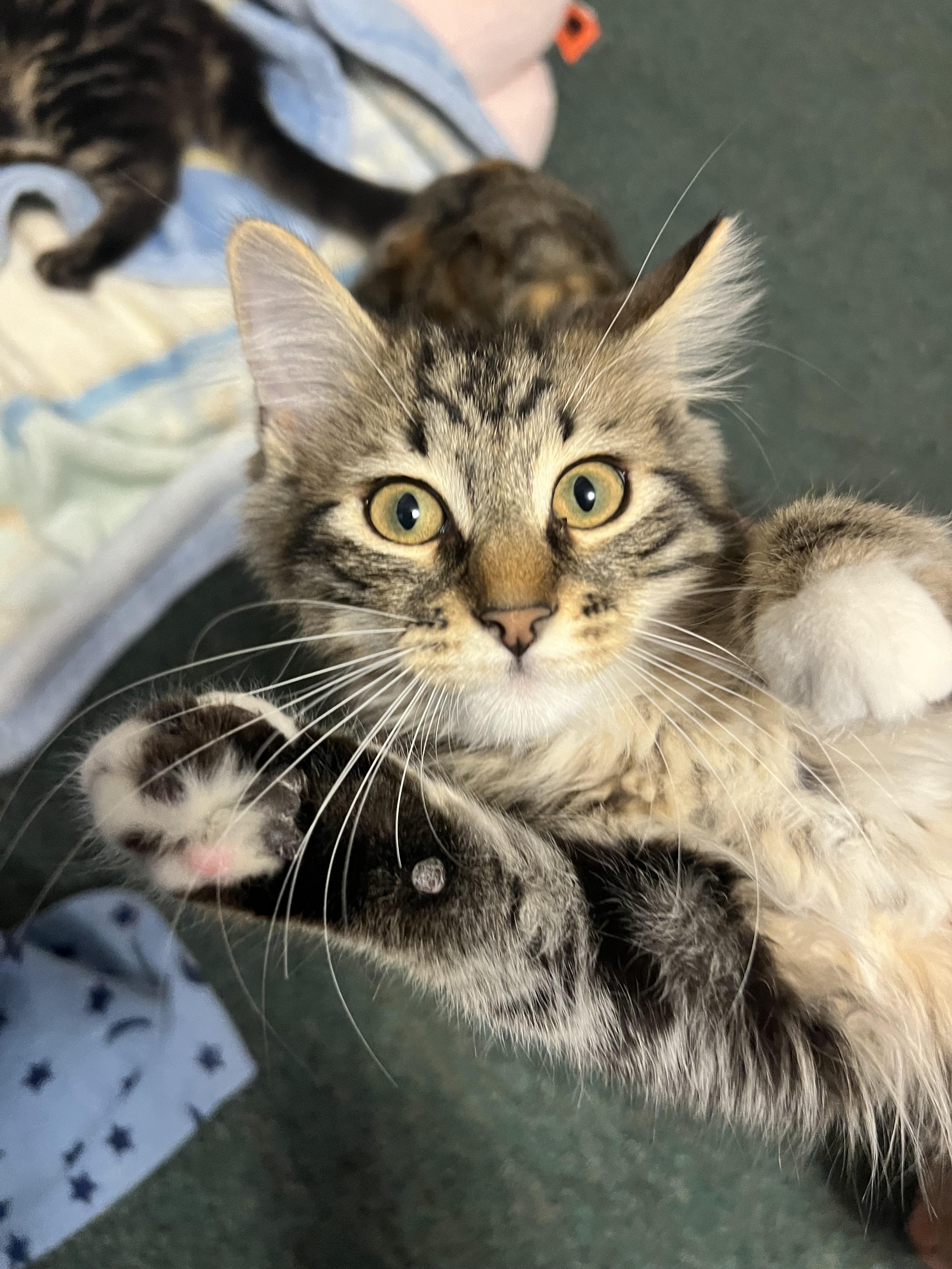 Enlarge Zippy, a ADOPTABLE Domestic Medium Hair in Faribault, MN image 4/5