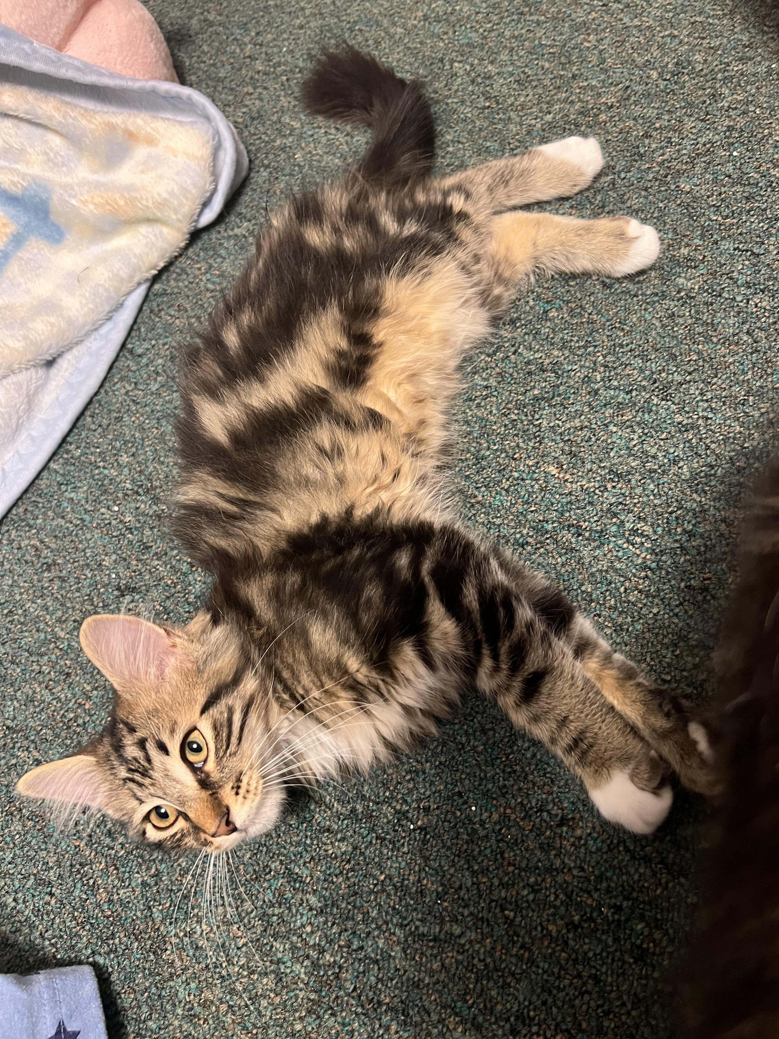 Enlarge Zippy, a ADOPTABLE Domestic Medium Hair in Faribault, MN image 5/5