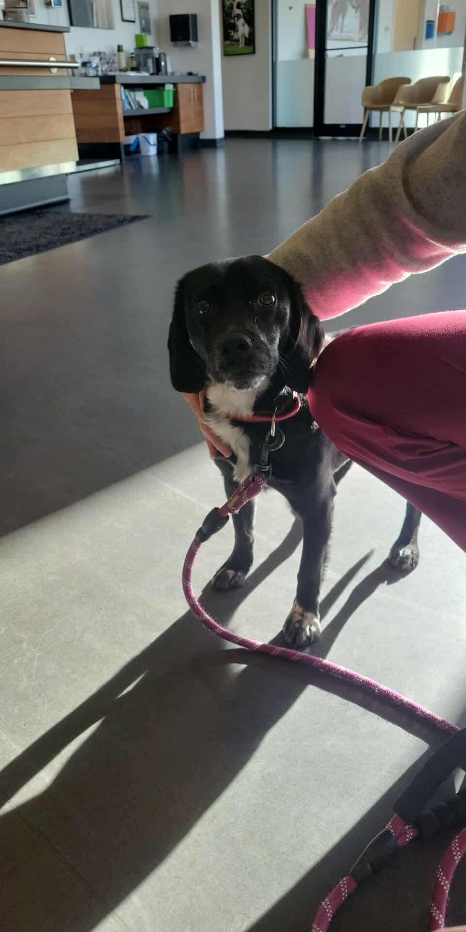 Cain, a Adoptable mixed breed in Toronto, ON image 2/5