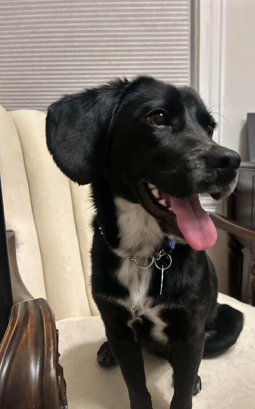 Cain, a Adoptable mixed breed in Toronto, ON image 4/5