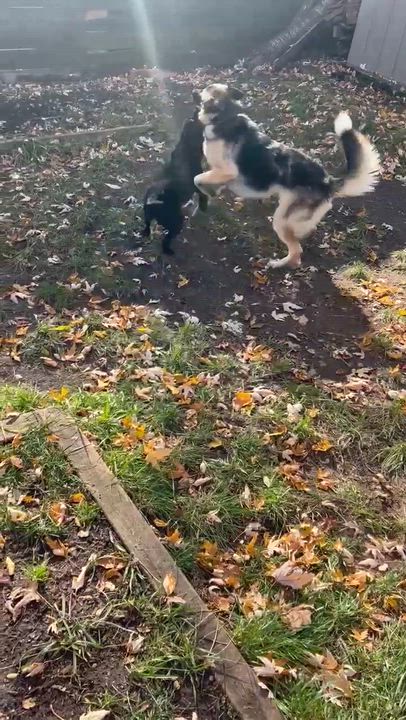 Enlarge Cain, a Adoptable mixed breed in Toronto, ON video 5/5