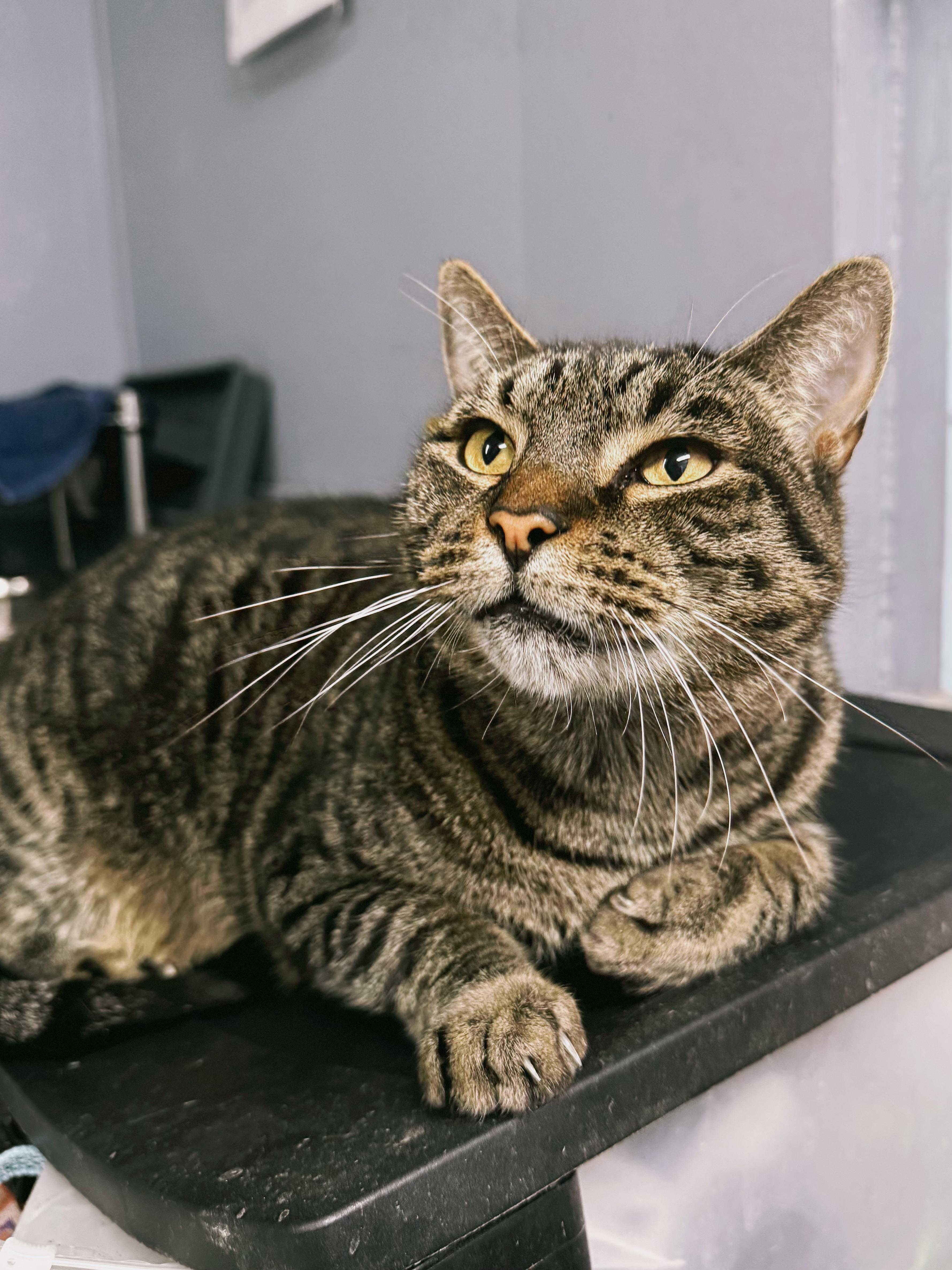 Enlarge Grizzy, a ADOPTABLE Domestic Short Hair in Varnville, SC image 3/3