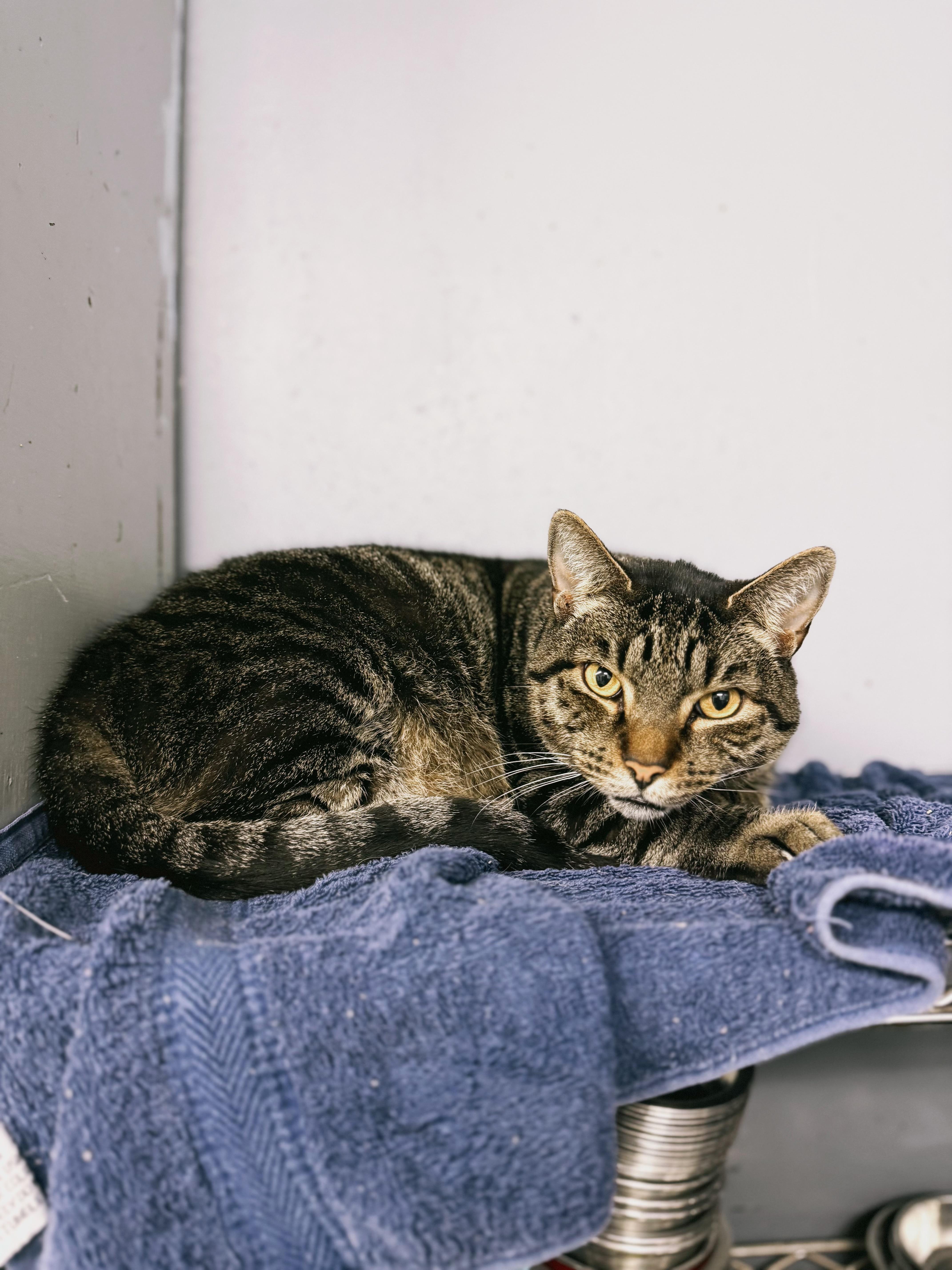 Enlarge Grizzy, a ADOPTABLE Domestic Short Hair in Varnville, SC image 2/3