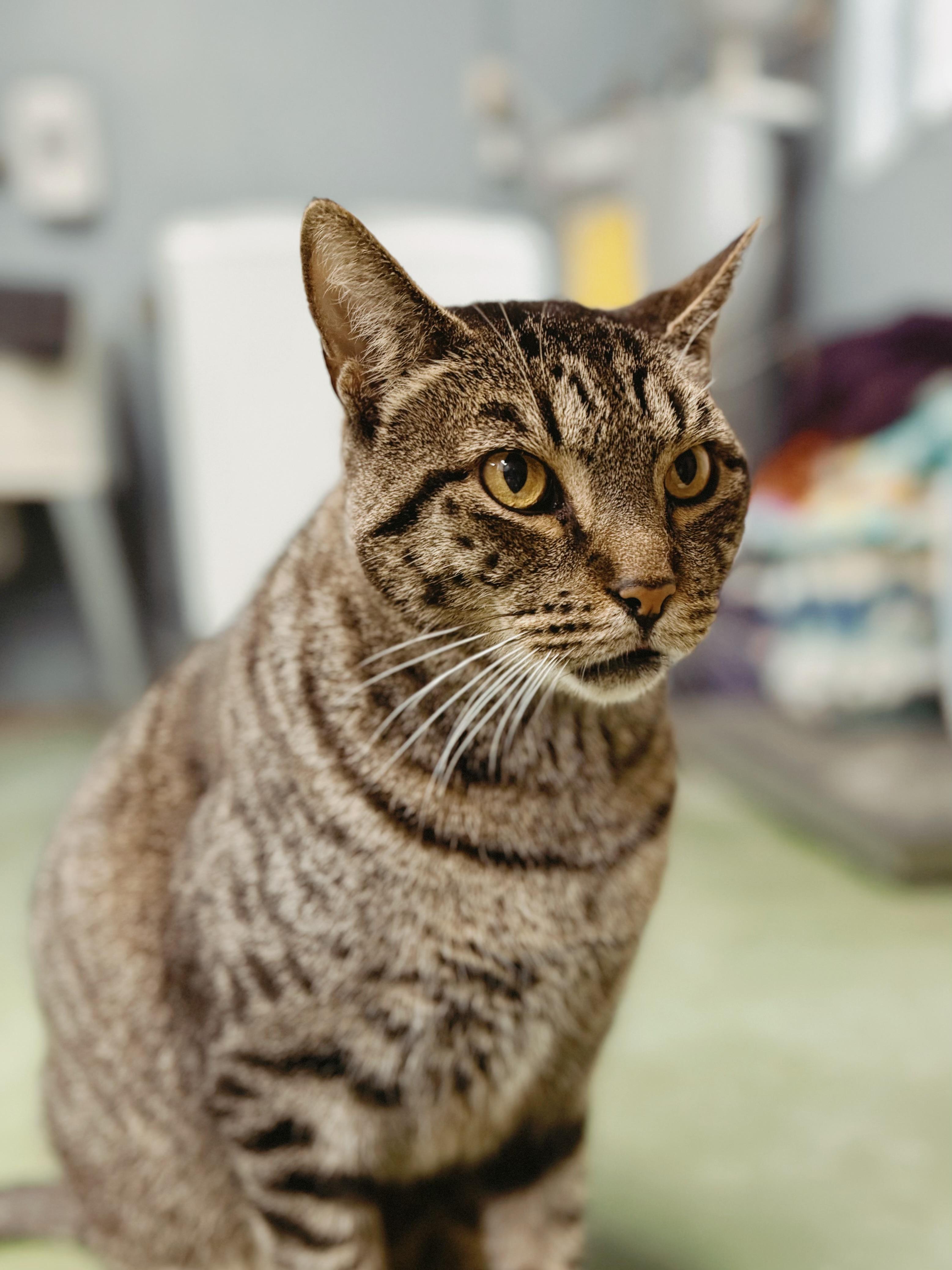 Grizzy, ADOPTABLE, Adult Male Domestic Short Hair.