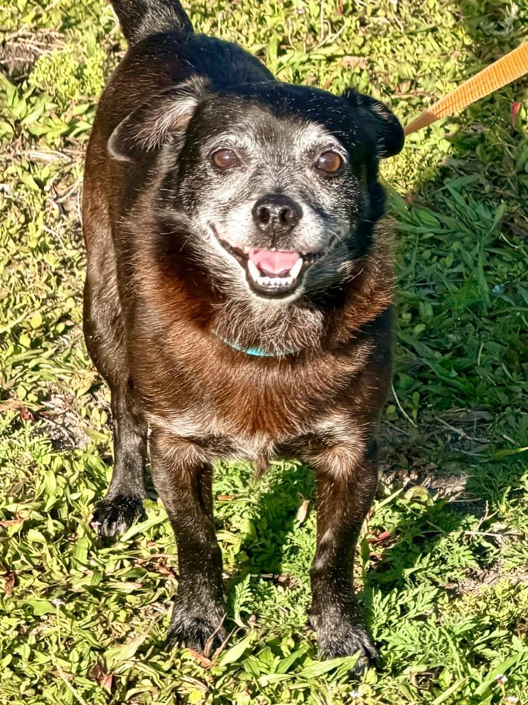 Sagan, Adoptable, Senior Male Chihuahua & Pug.