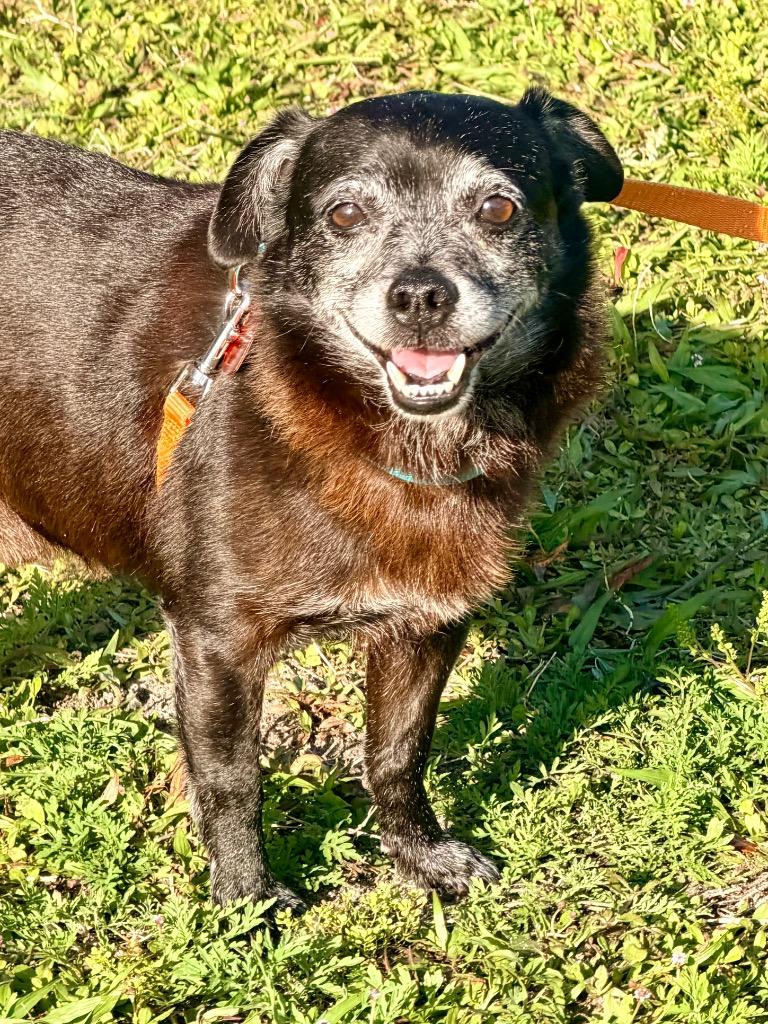 Enlarge Sagan, a Adoptable mixed breed in Cape Coral, FL image 2/2